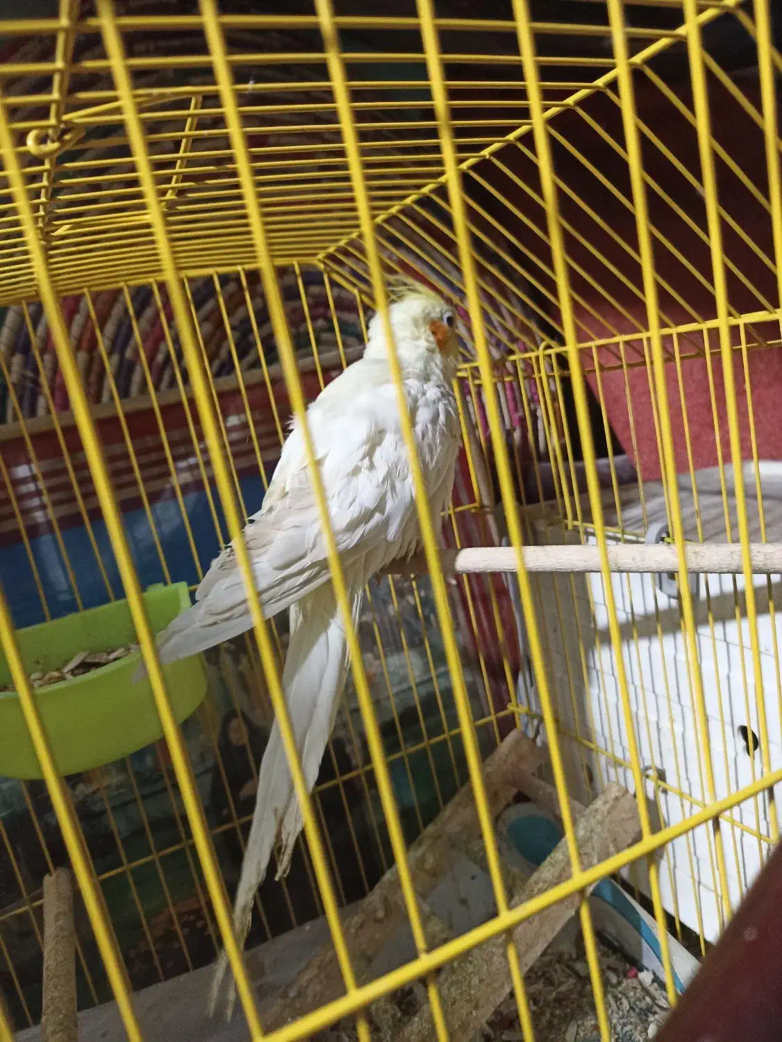 عروسی هلندی|پرنده|شادگان, |دیوار