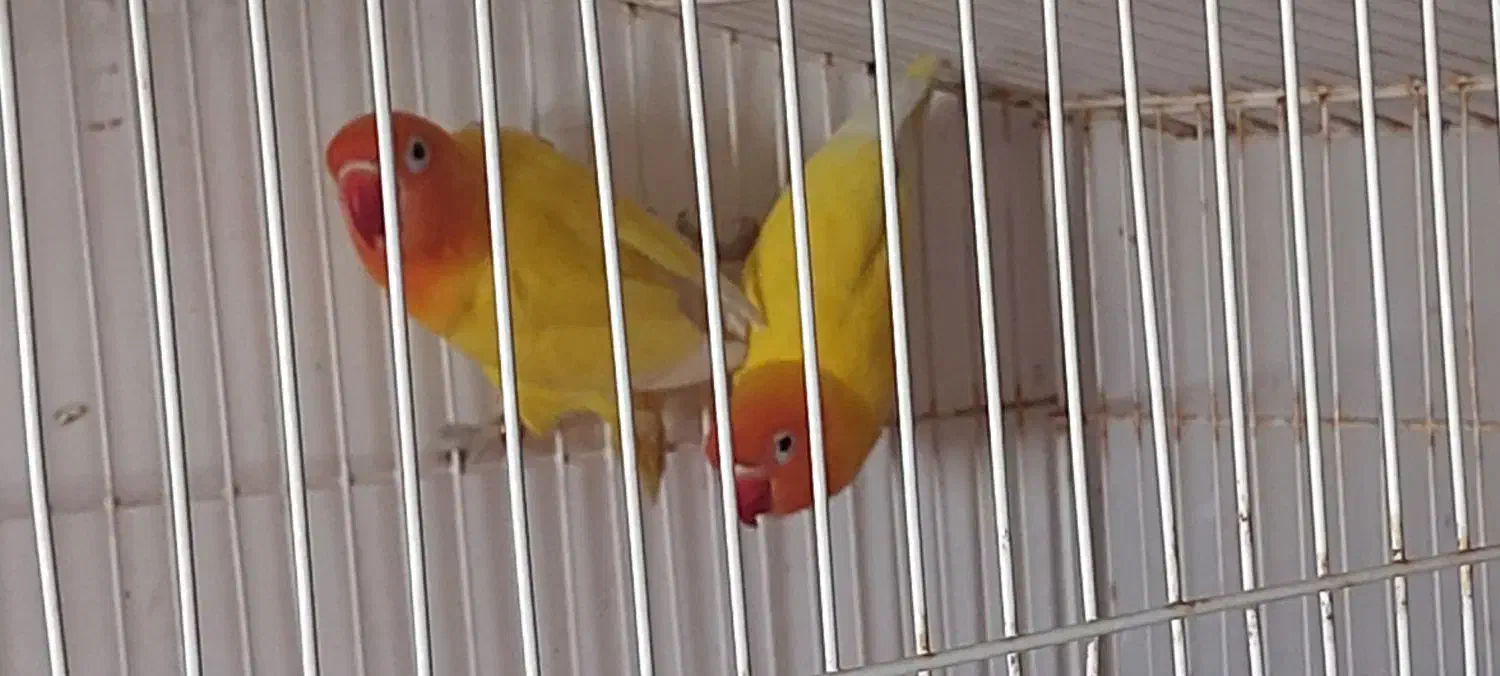 طوطی برزیلی|پرنده|بندر ماهشهر, |دیوار