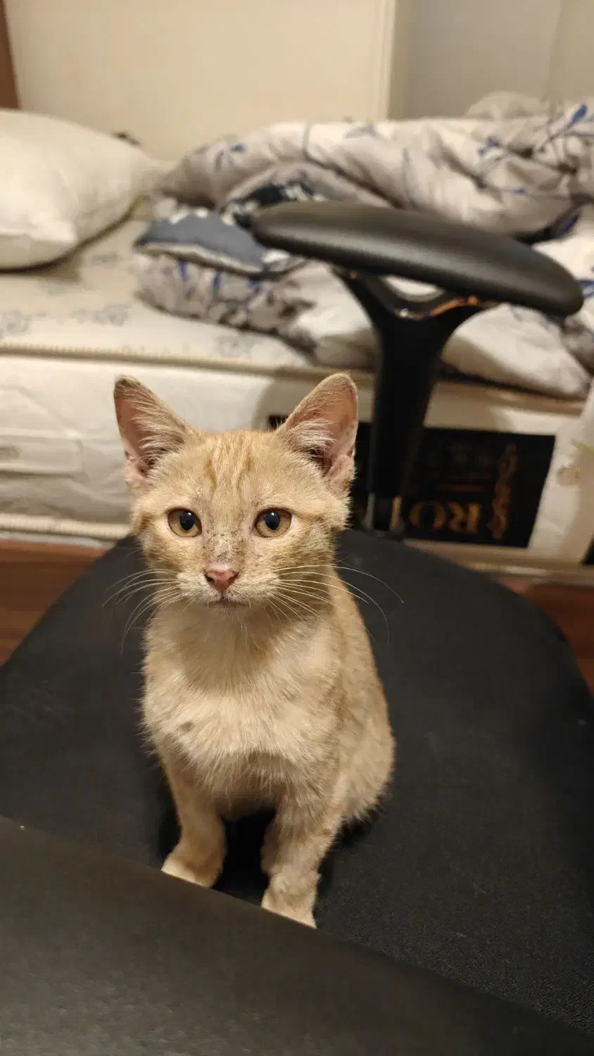 واگذاری گربه دو ماهه|گربه|تهران, المهدی|دیوار