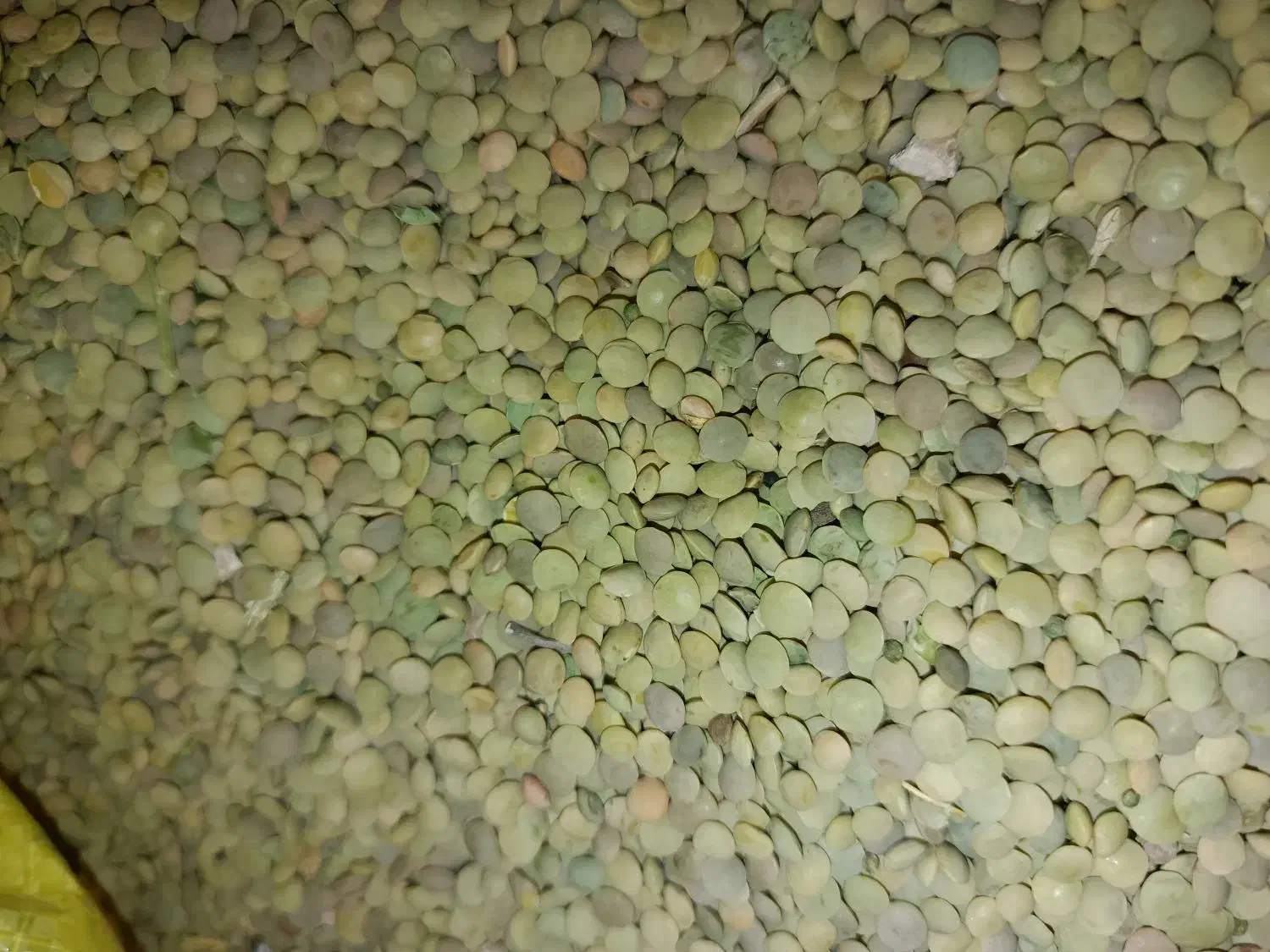 عدس دیمه(رباط)|خوردنی و آشامیدنی|مشهد, چهارچشمه|دیوار
