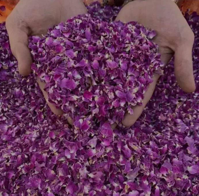 گل محمدی پر|گل و گیاه طبیعی|سقز, |دیوار