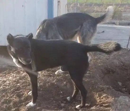 دو عدد سگ|سگ|خمین, |دیوار