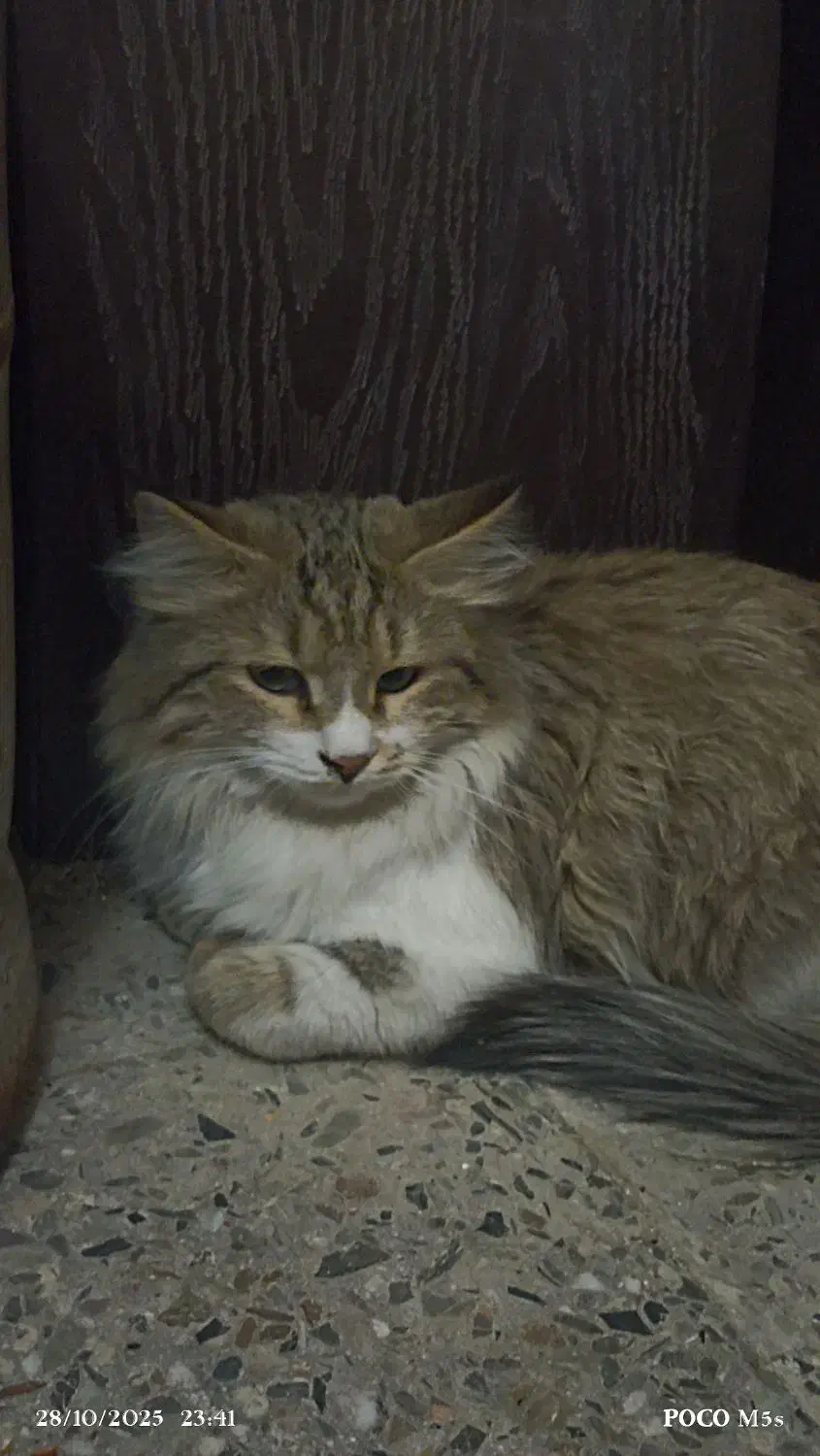 گربه پرشین سالم سلامت|گربه|زاهدان, |دیوار