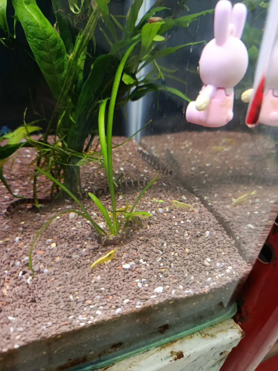 بیش از ۱۳۰ نژاد ماهی اکواریومی در نیشابور|ماهی|نیشابور, دارایی|دیوار