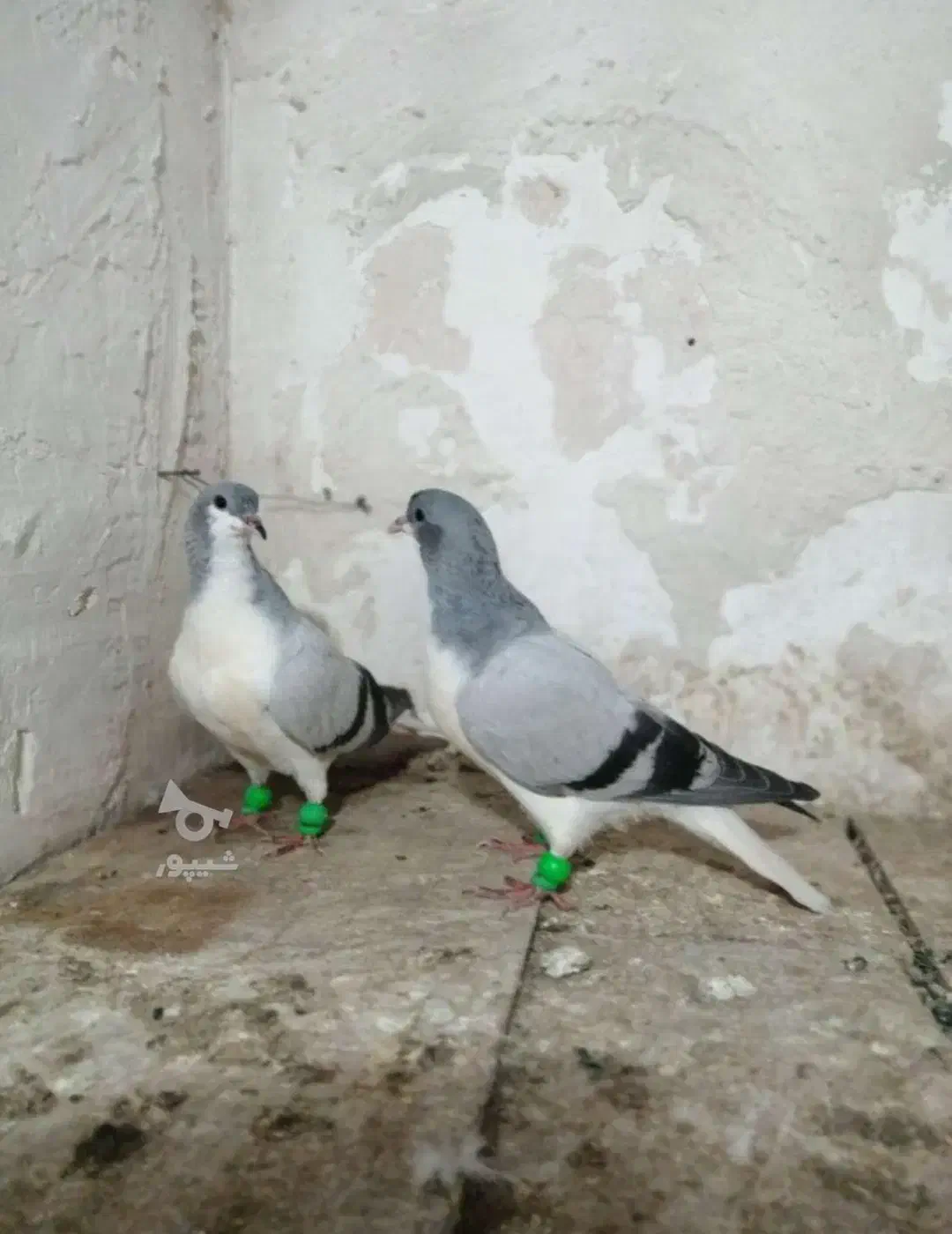 کبوتر کفتر طوقی و امری سبز|پرنده|کاشمر, |دیوار