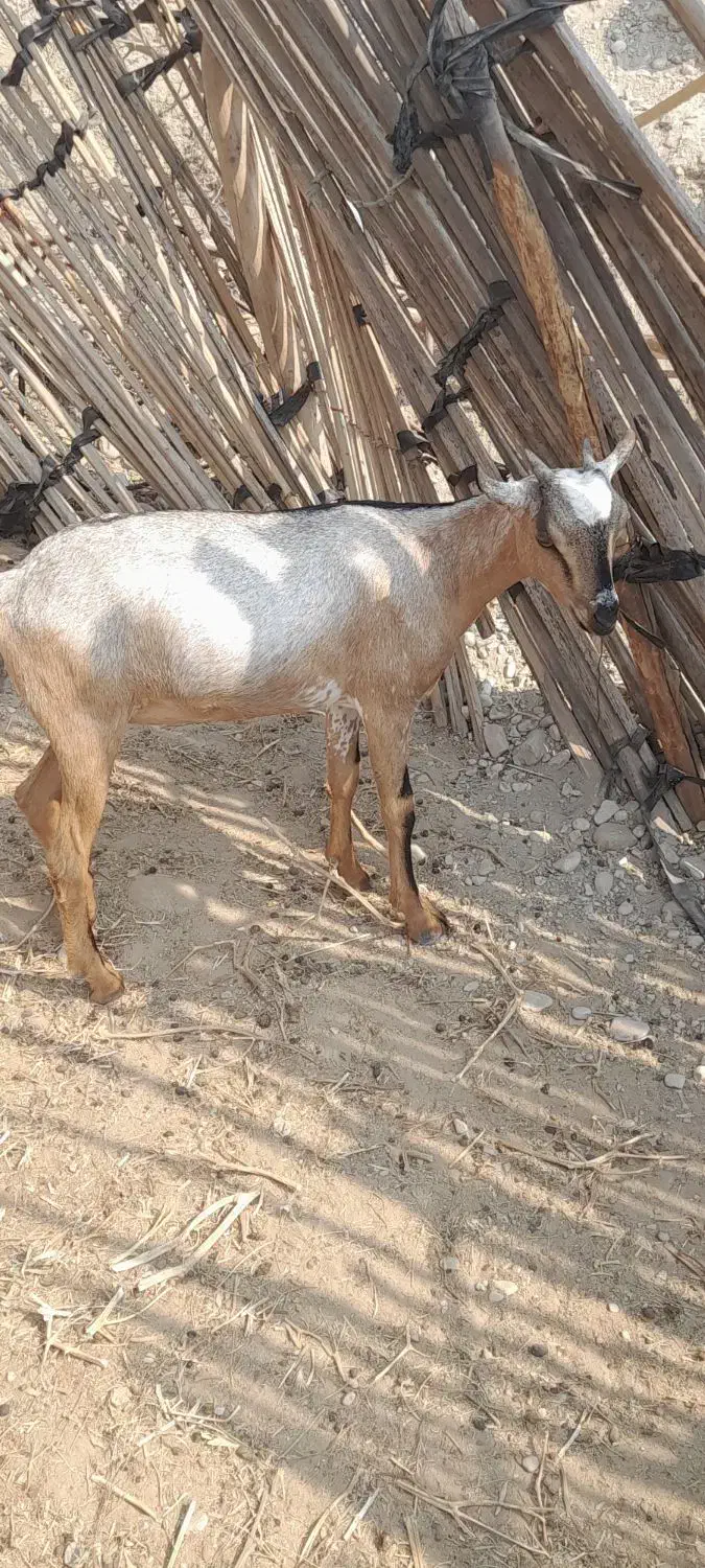 دوعددکهره ماده بایکی نر|حیوانات مزرعه|رویدر, |دیوار