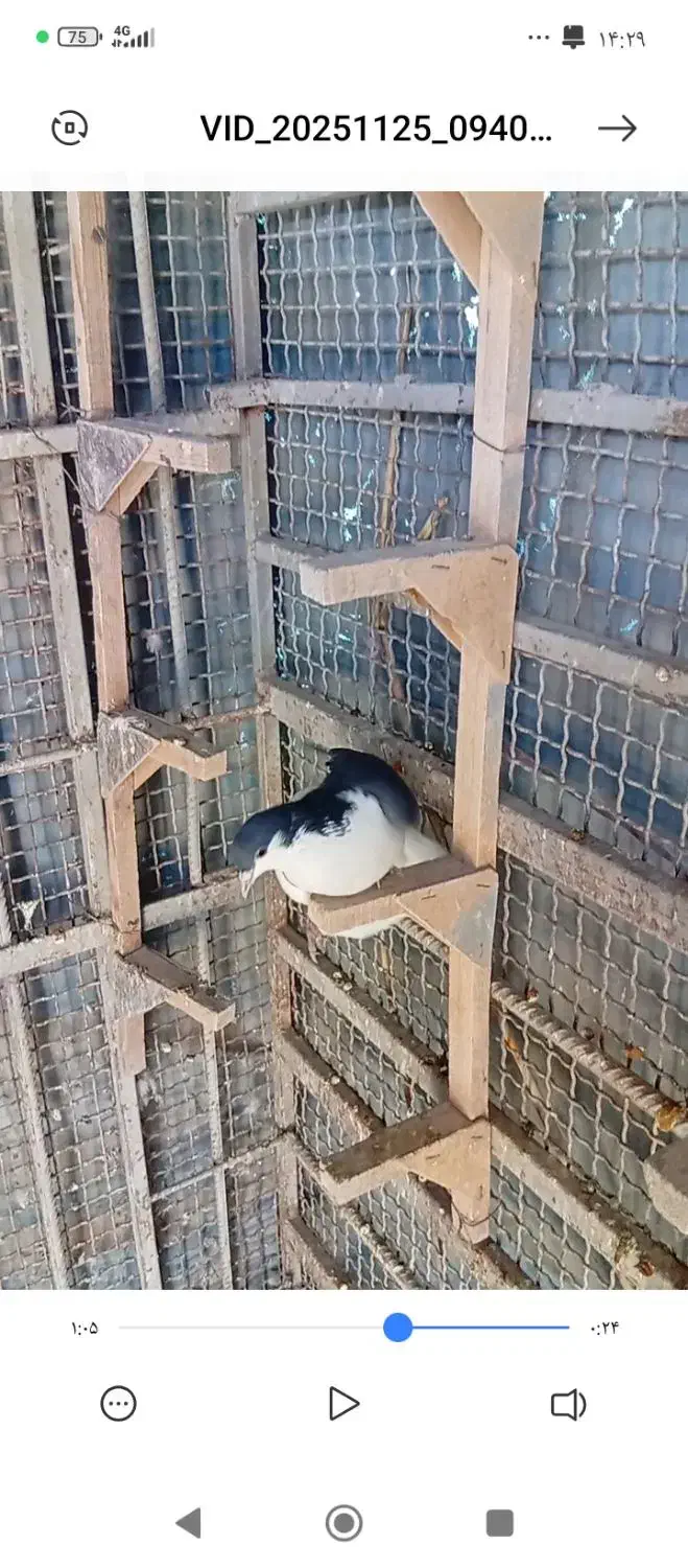 کبوتر چپ ماده|پرنده|مرودشت, شهرک مهدیه|دیوار