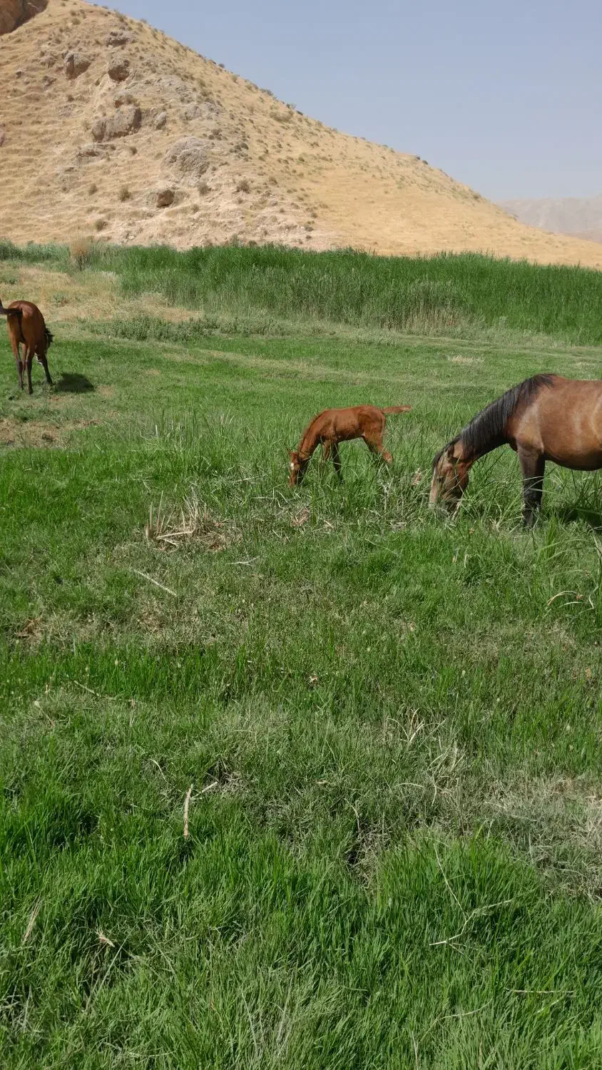 مادیون|اسب و تجهیزات اسبسواری|کوهنانی, |دیوار