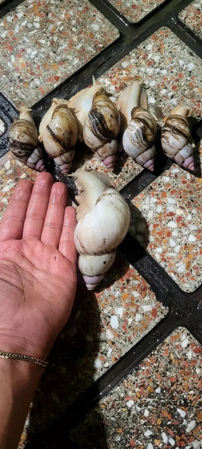 حلزون کلاژن ساز درمانی|خزنده|تهران, جیحون|دیوار