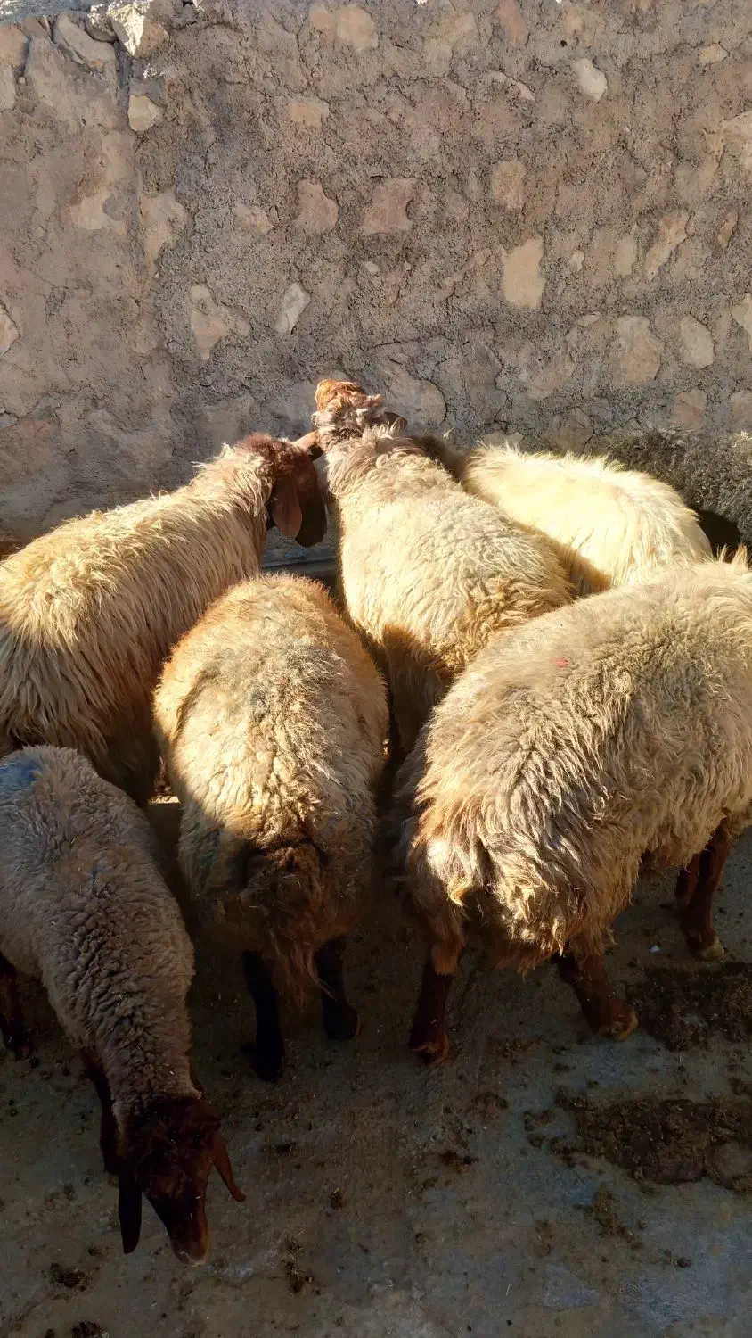 قوچ جوان|حیوانات مزرعه|زاگرس, |دیوار