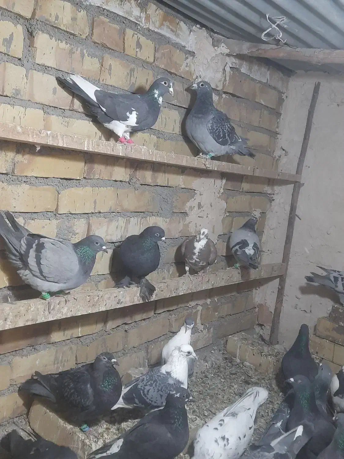 کفتر|پرنده|تایباد, |دیوار