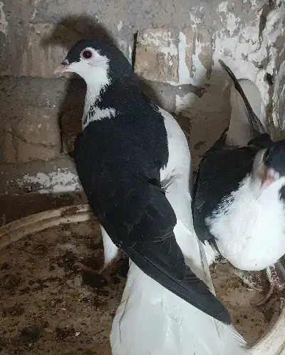 گمشده|حیوانات|سراب, |دیوار