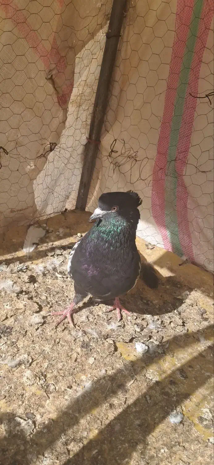 سینه ای|پرنده|مسجد سلیمان, |دیوار