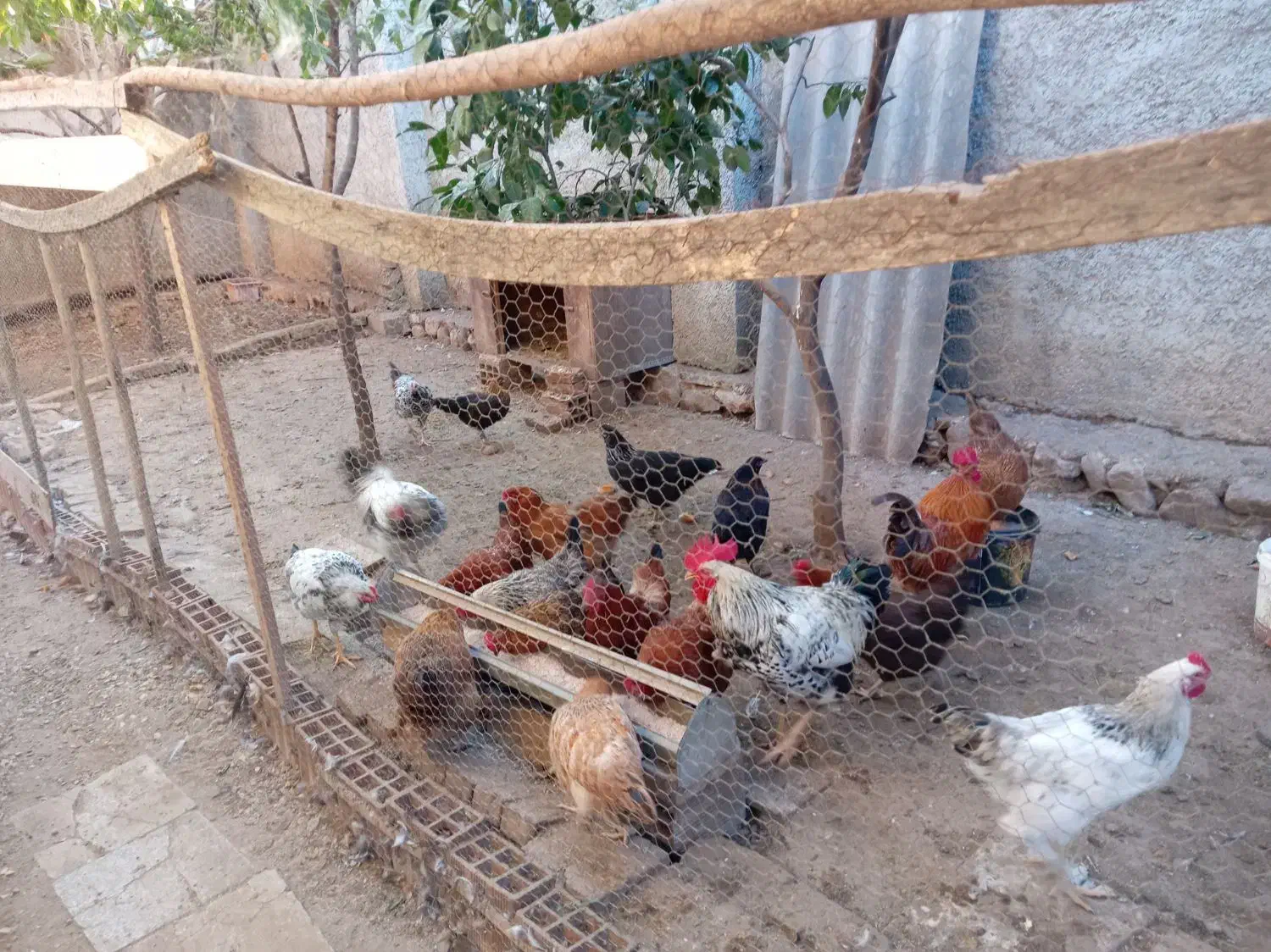 مرغ خروس محلی|حیوانات مزرعه|بهشهر, |دیوار