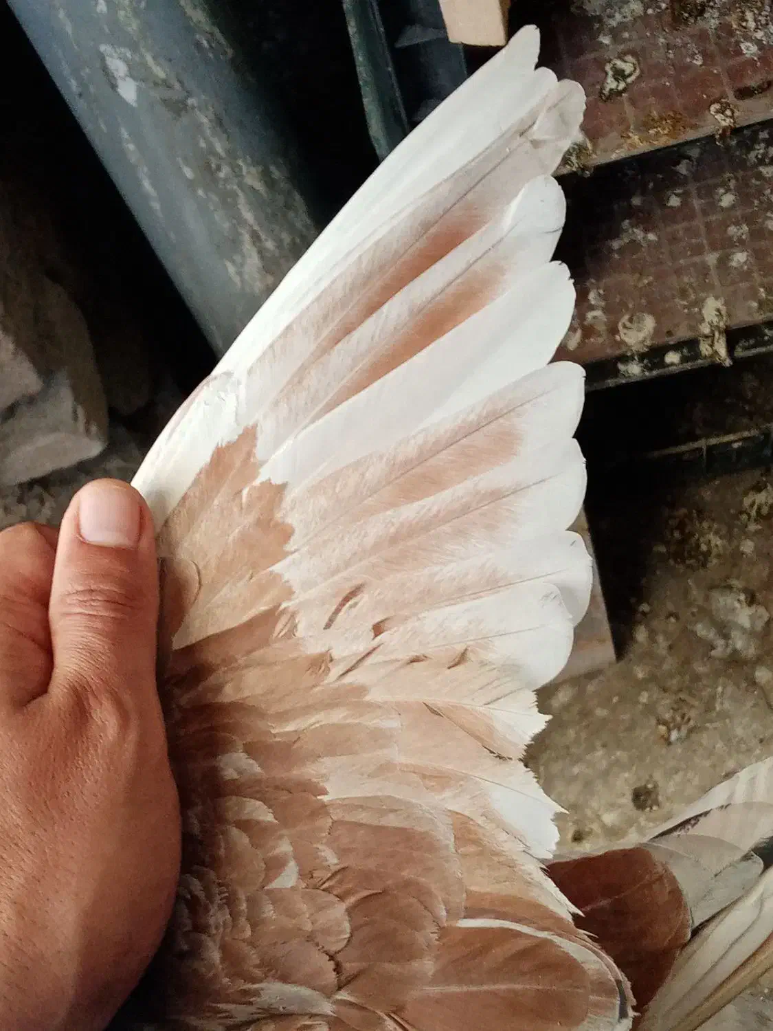 گرفته|حیوانات|کرمانشاه, |دیوار