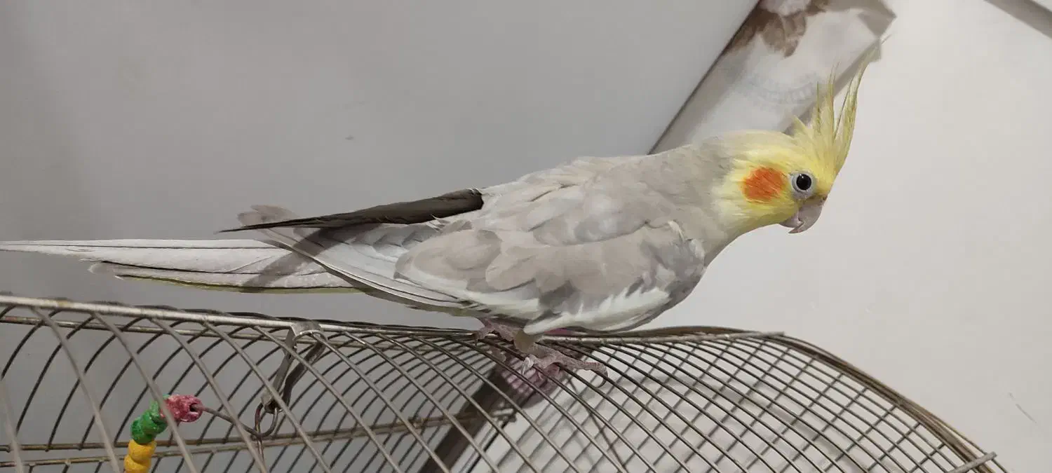 عروس هلندی|پرنده|تبریز, |دیوار