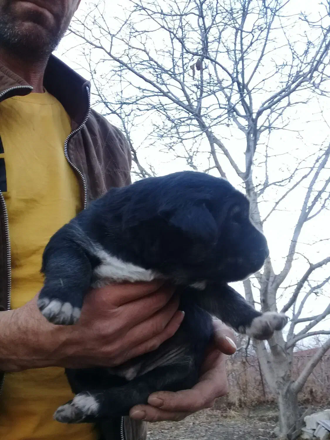 توله‌سگ‌عراقی|سگ|نوشین شهر, |دیوار