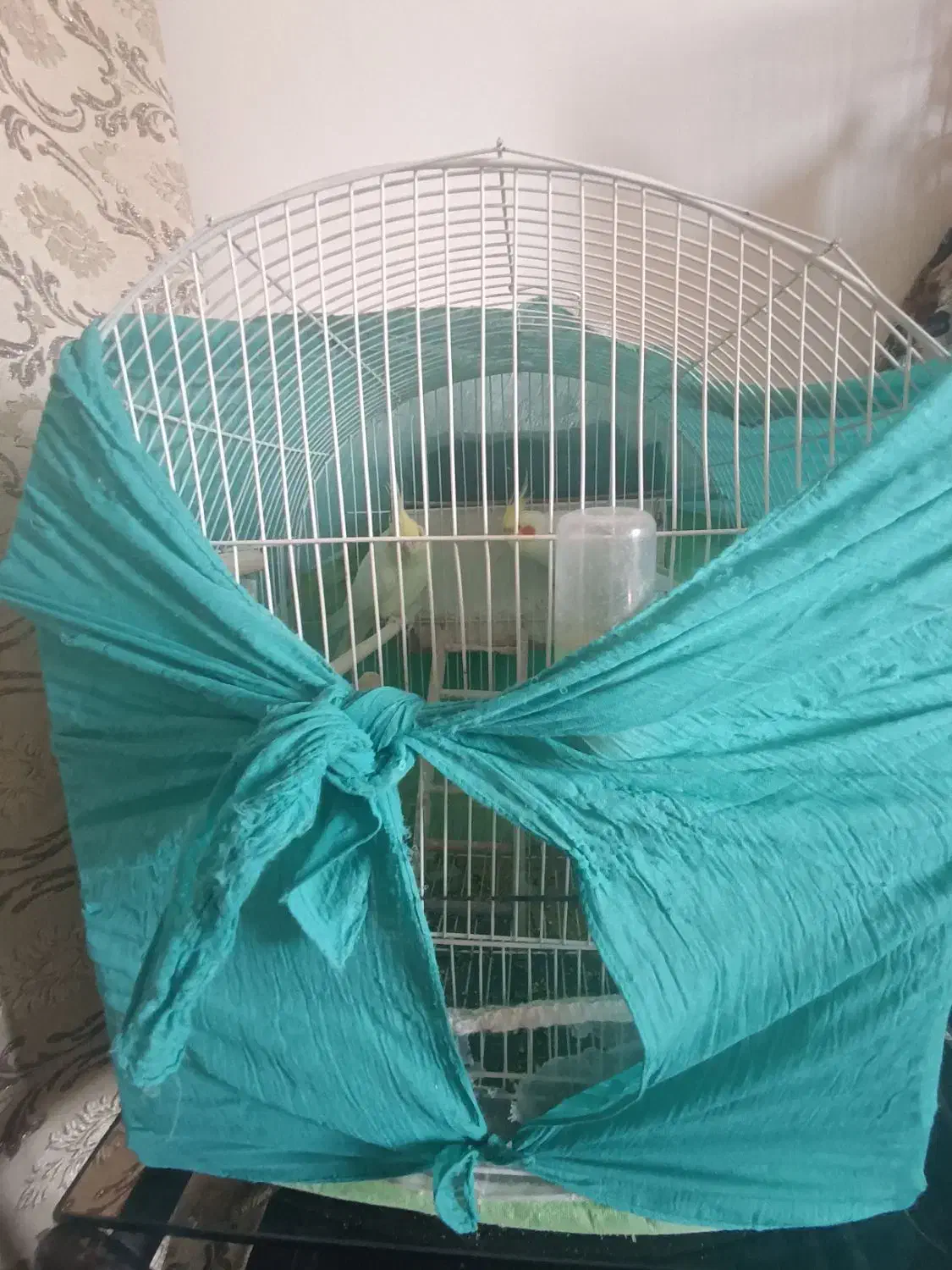 پرنده.عروس هلندی لوتینو مولد بشرط.|پرنده|گلبهار, شهر جدید گلبهار|دیوار