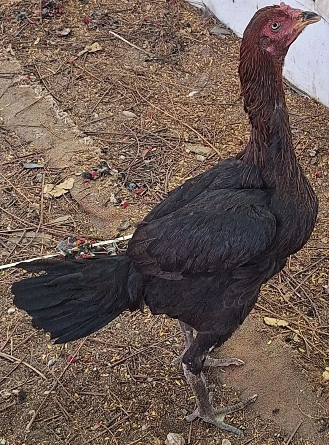 مرغ وخروس لاری اصیل|حیوانات مزرعه|بندرعباس, |دیوار