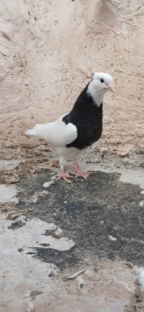 طوقی مشکی|پرنده|مریوان, |دیوار