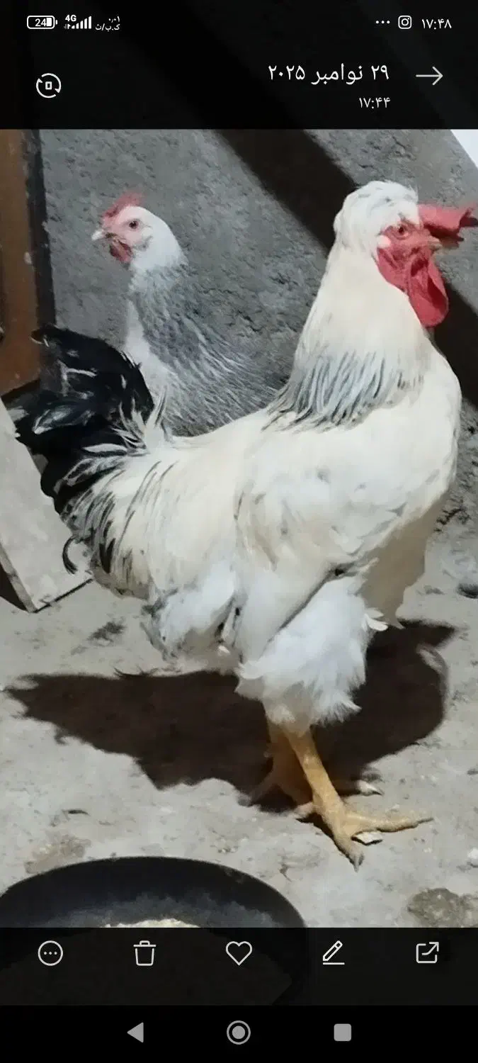 خروس سلطان|حیوانات مزرعه|شاهرود, |دیوار