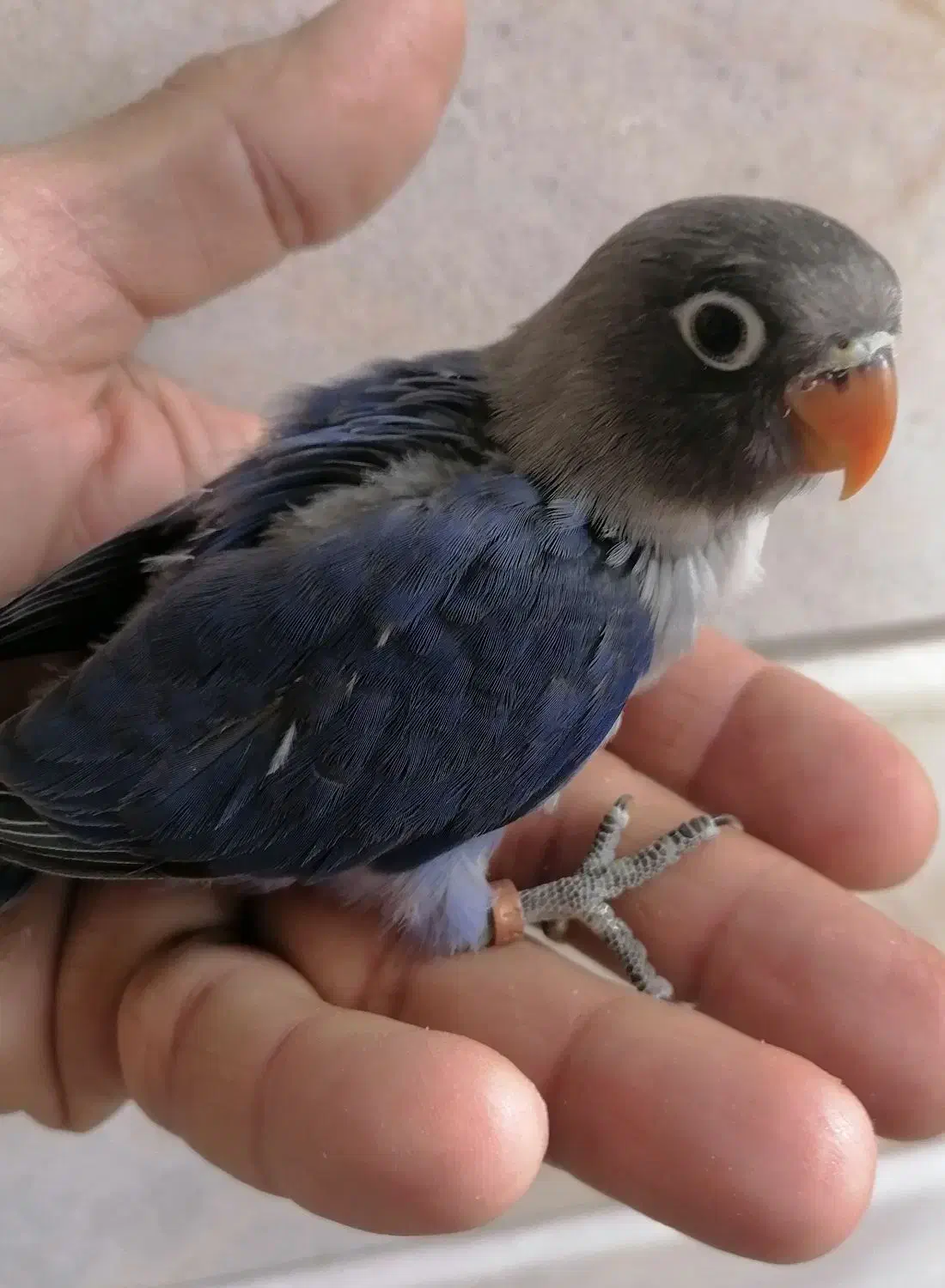 جوجه کوتوله، جوجه عروس|پرنده|اردکان, |دیوار