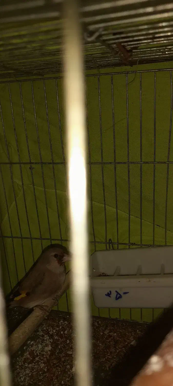 سهره کرمانی|پرنده|گلستان (تهران), |دیوار