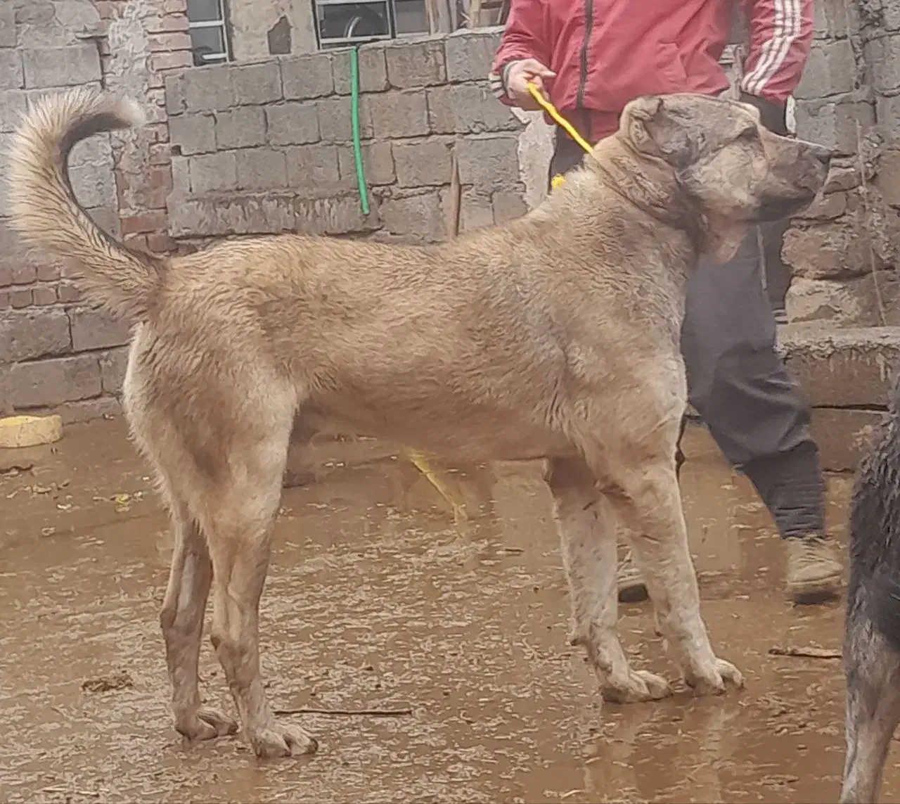 این سگ در حوالی روستایی کوزگران گم شده|سگ|نقده, |دیوار