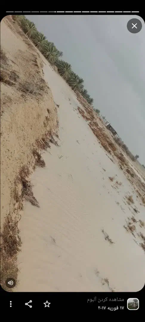 گندم آفتاب دولتی از سال قبل سالم سالم|گل و گیاه طبیعی|کاکی, |دیوار