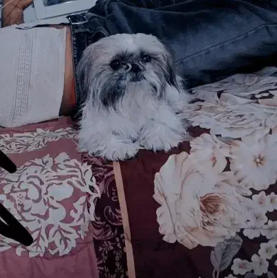 پاپی سگ|سگ|مشهد, محمدآباد|دیوار