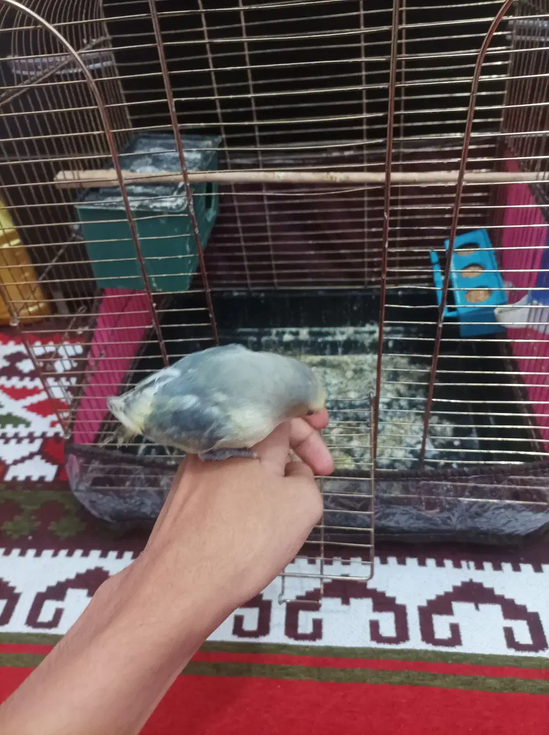 فروش طوطی برزیلی دستی|پرنده|میانه, |دیوار