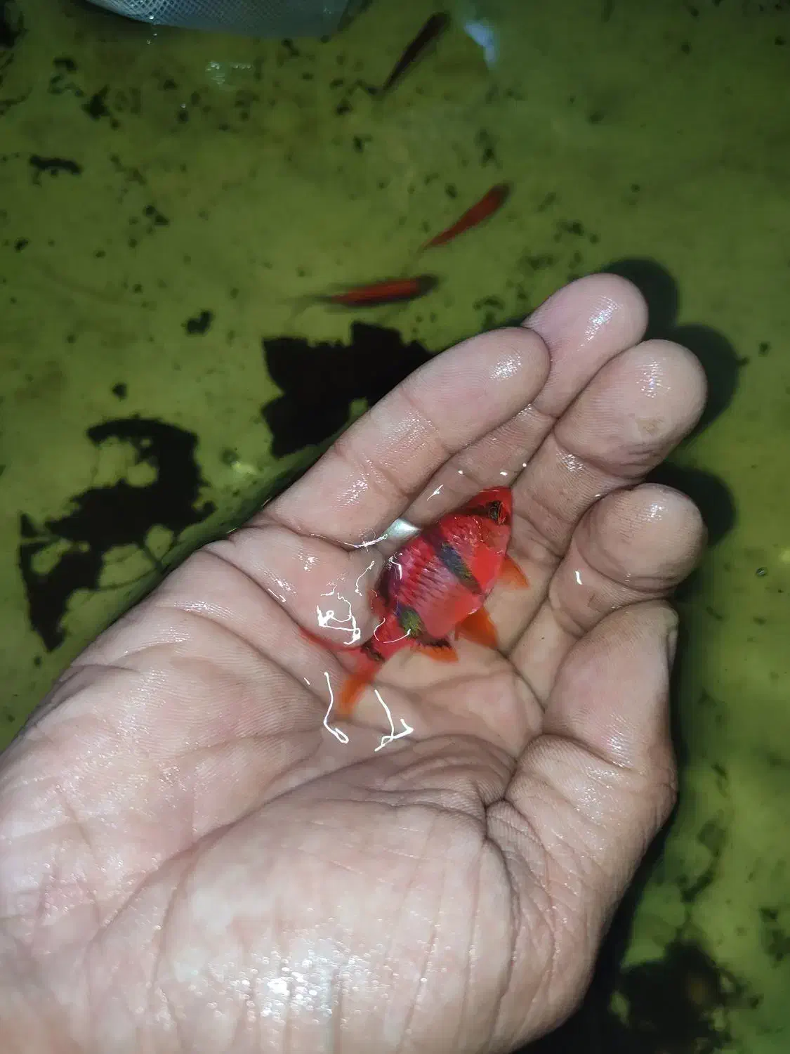 ماهی اکواریوم گوپی کالر آنجل زبرا پمپ هوا|ماهی|گلبهار, شهر جدید گلبهار|دیوار