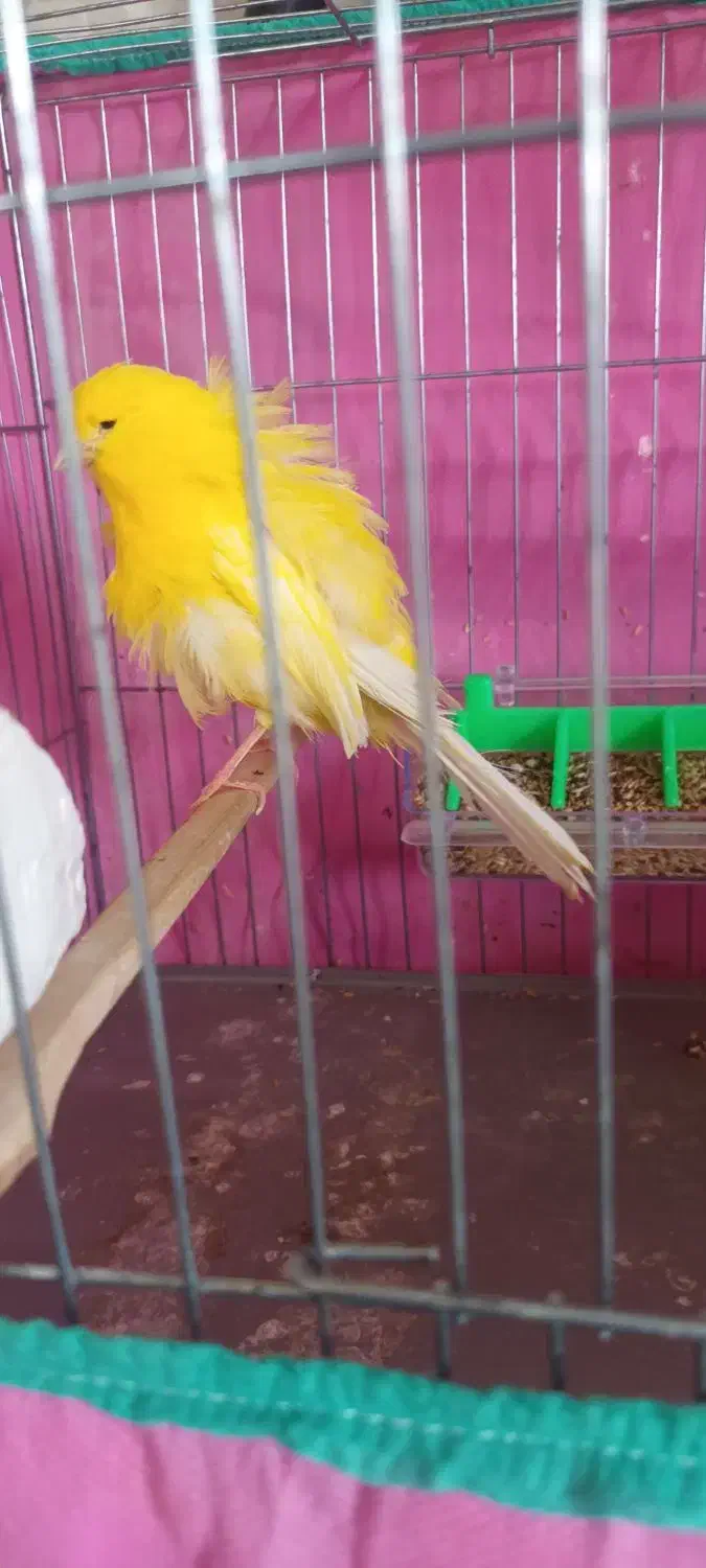 قناری فر|پرنده|رشت, فرزانه|دیوار