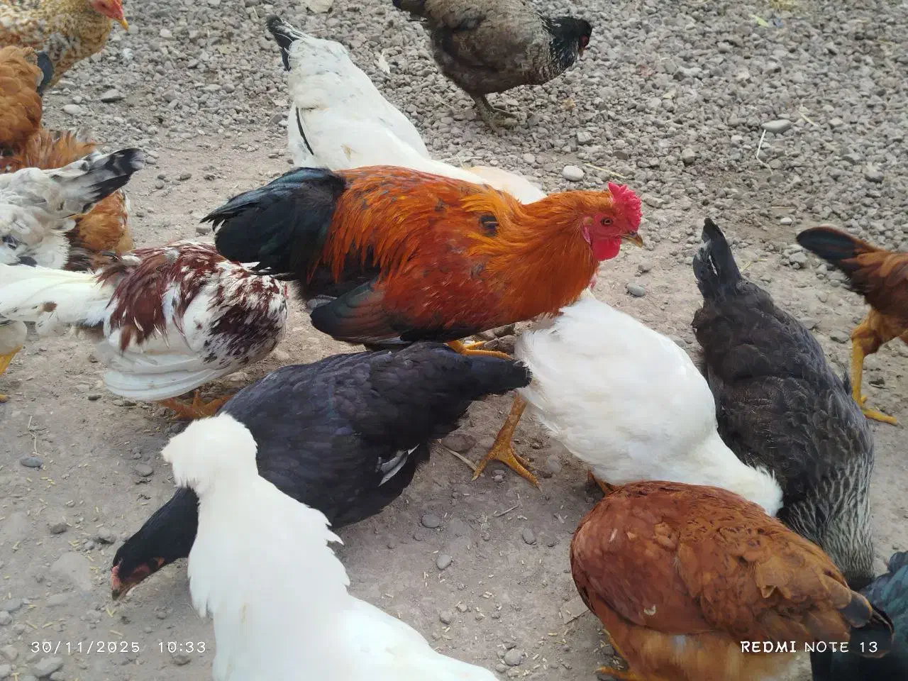 خروس محلی برای نگهداری و قربانی|حیوانات مزرعه|کوچصفهان, |دیوار