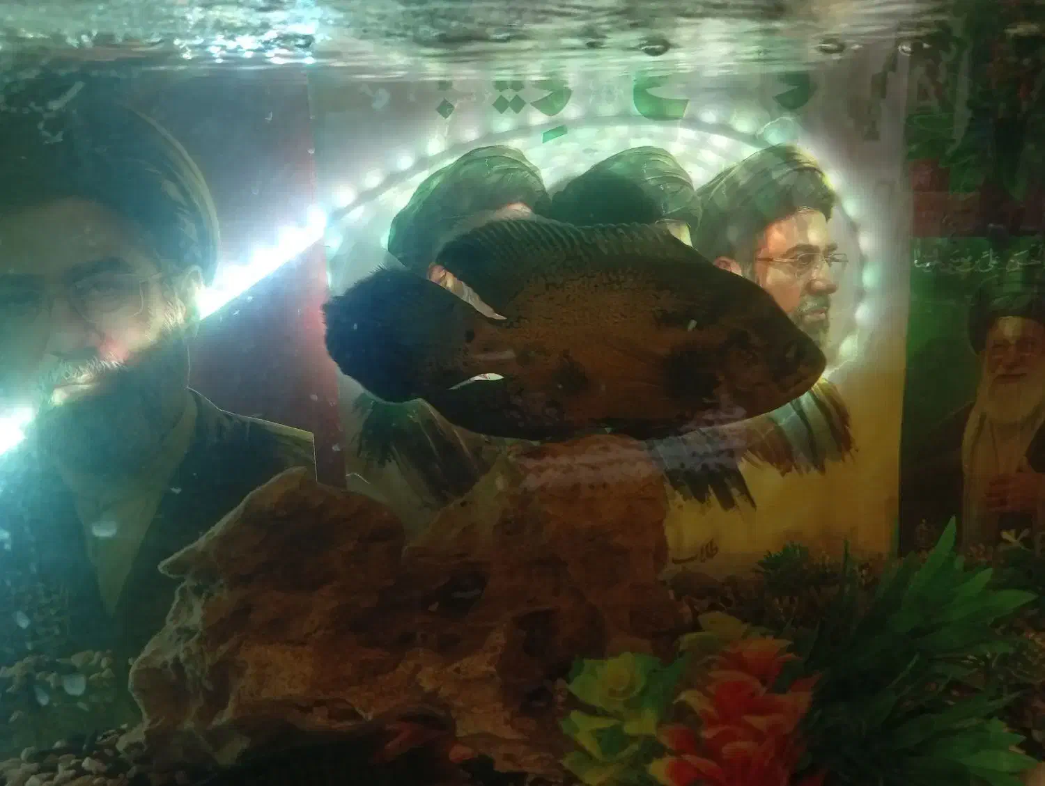 600|ماهی|قم, نخودی|دیوار