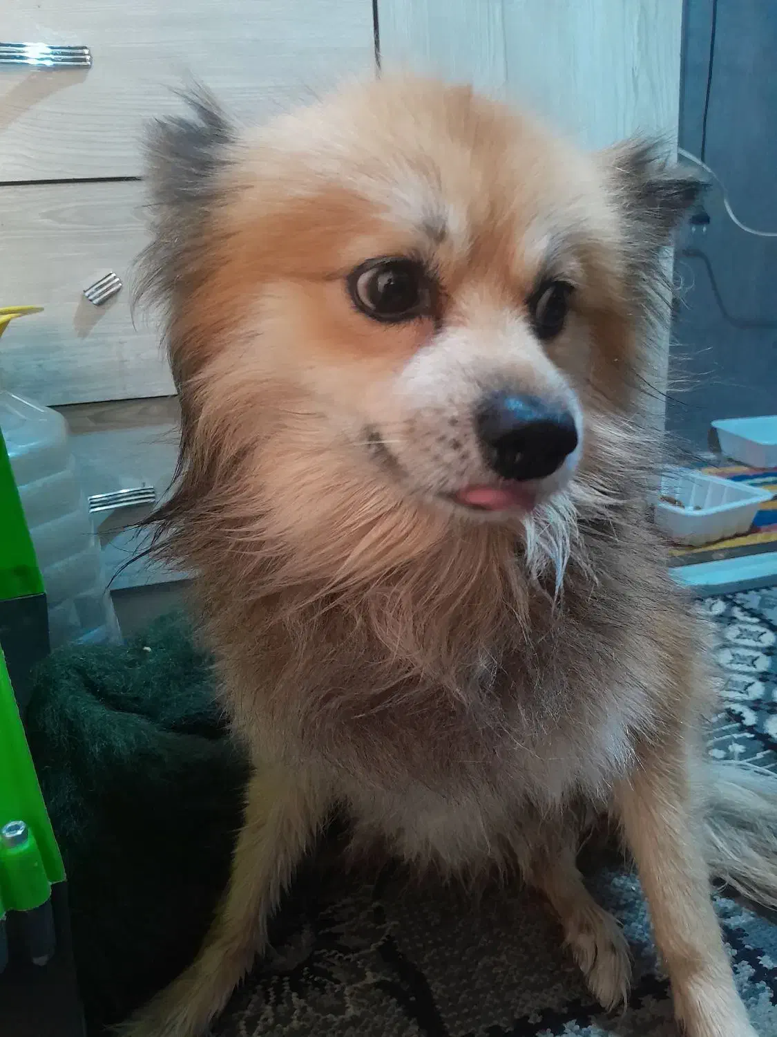 گمشده|حیوانات|تهران, مجیدآباد|دیوار