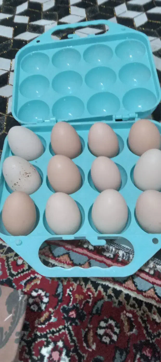 تخم مرغ گلین لری|خوردنی و آشامیدنی|پارسآباد, |دیوار