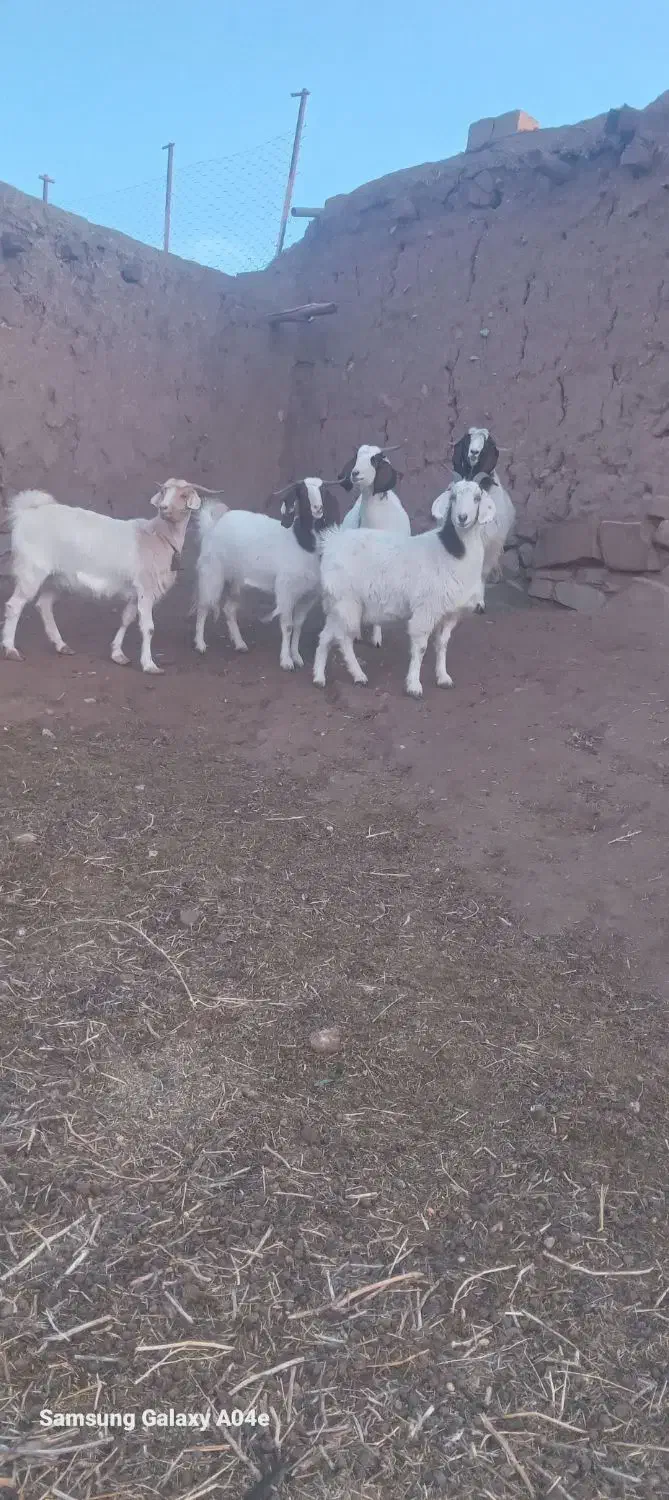 بز جوان ابستن|حیوانات مزرعه|کوهسرخ, |دیوار