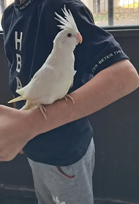 فروش طوطی از سرلاکی تا بالغ|پرنده|نوشهر, |دیوار