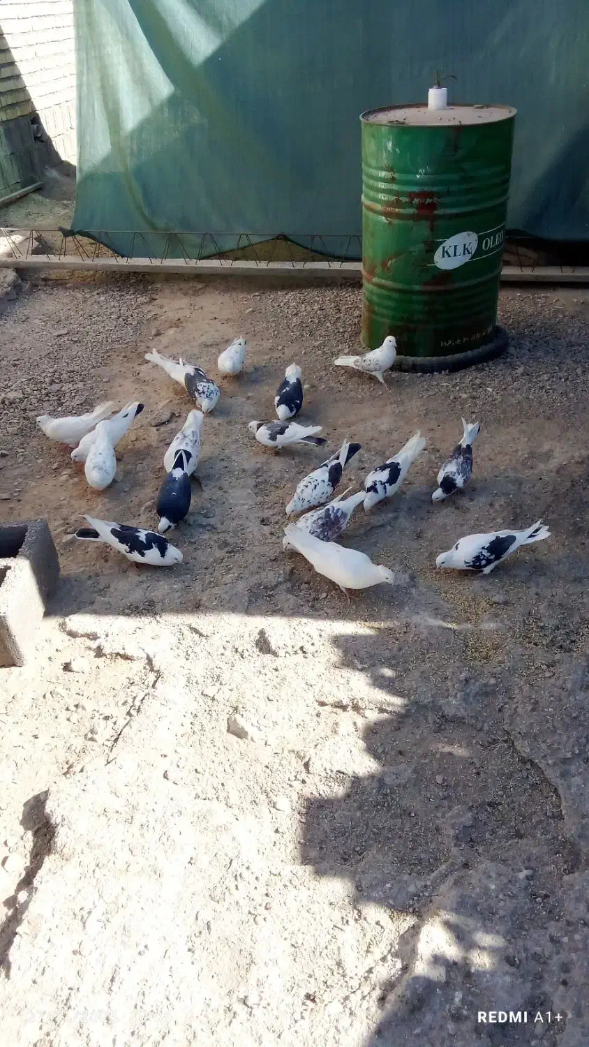 کفتر ابلق پرشی|پرنده|سیرجان, |دیوار