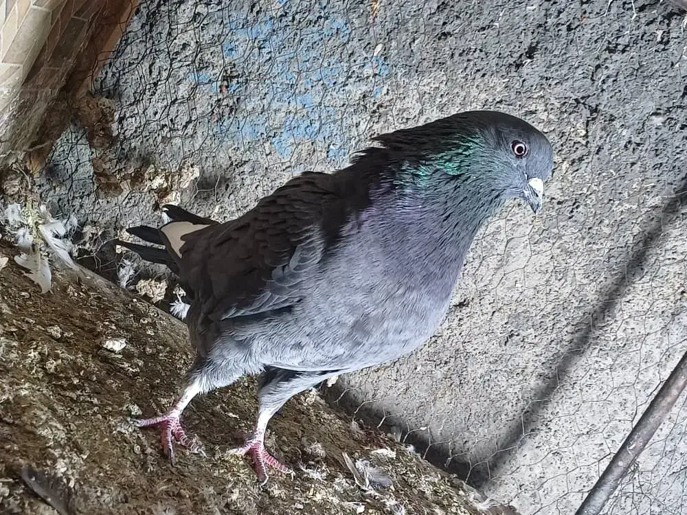 چند جفت کبوتر پرشی|پرنده|مبارکه, |دیوار