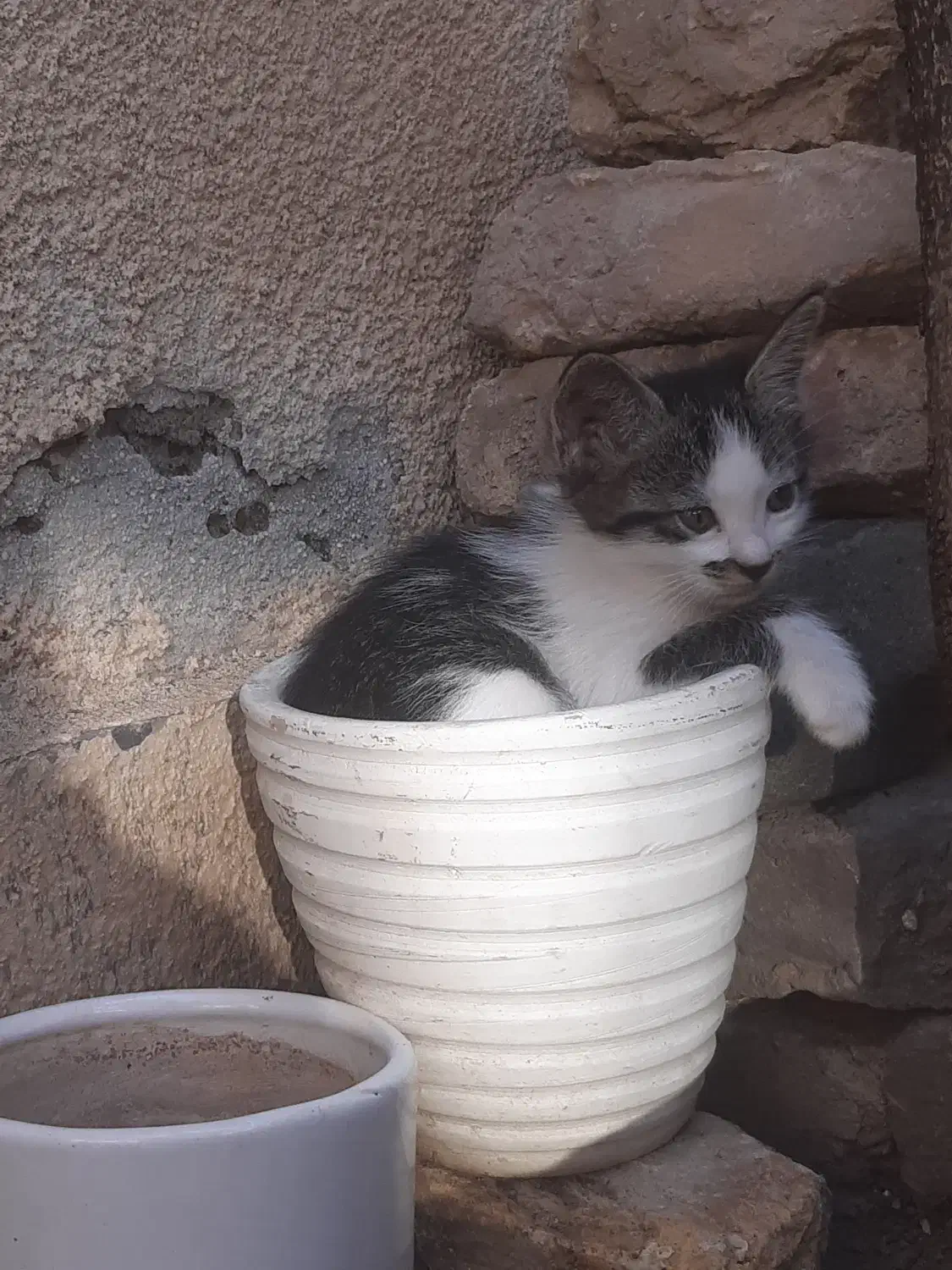 گربه دستی|گربه|قزوین, |دیوار