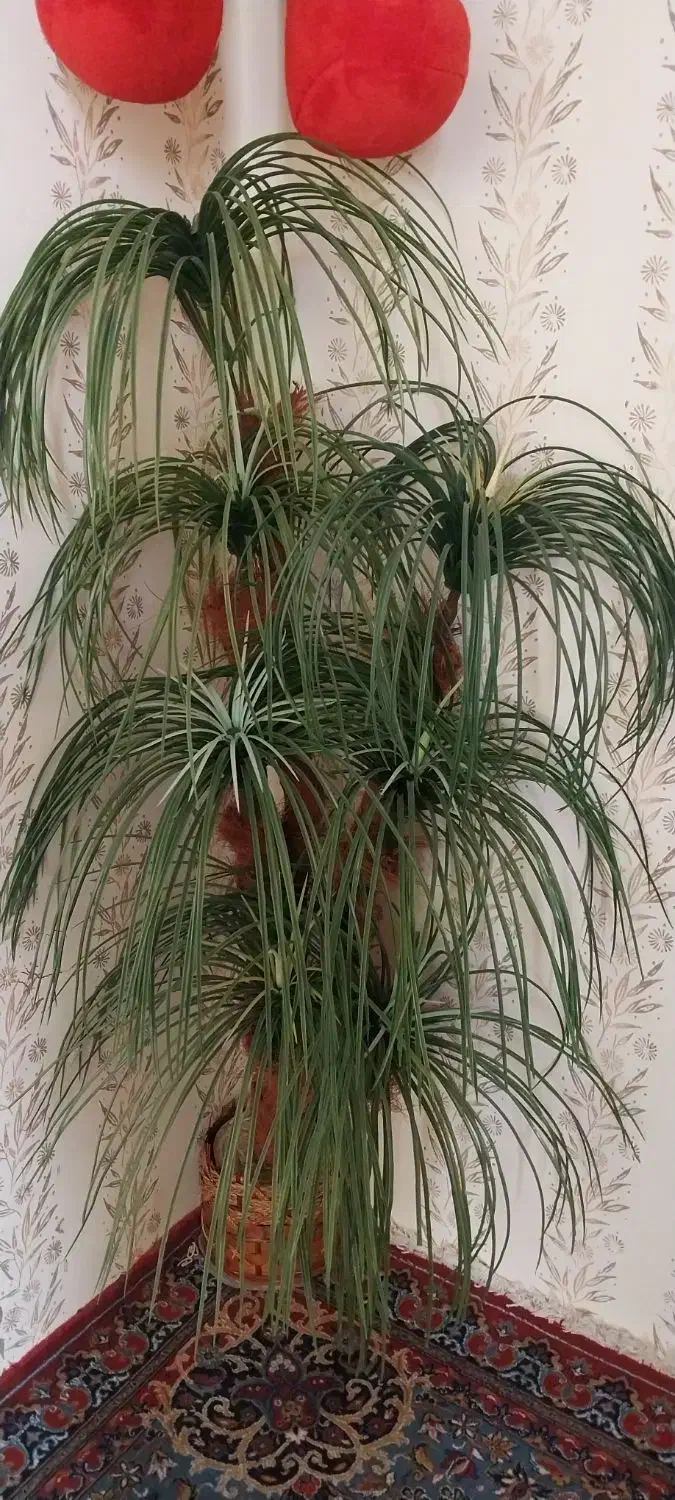 درختچه نخل|گل مصنوعی|کرمانشاه, |دیوار