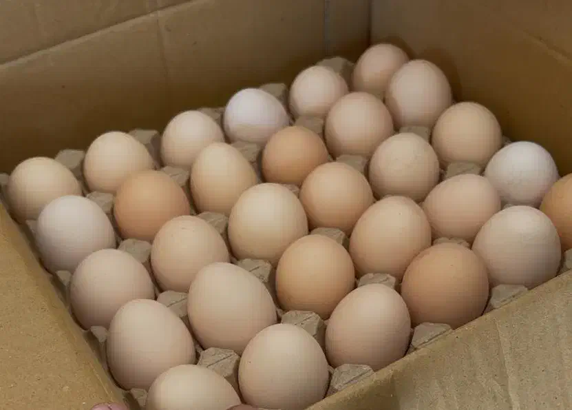 تخم مرغ محلی|خوردنی و آشامیدنی|کرمان, |دیوار