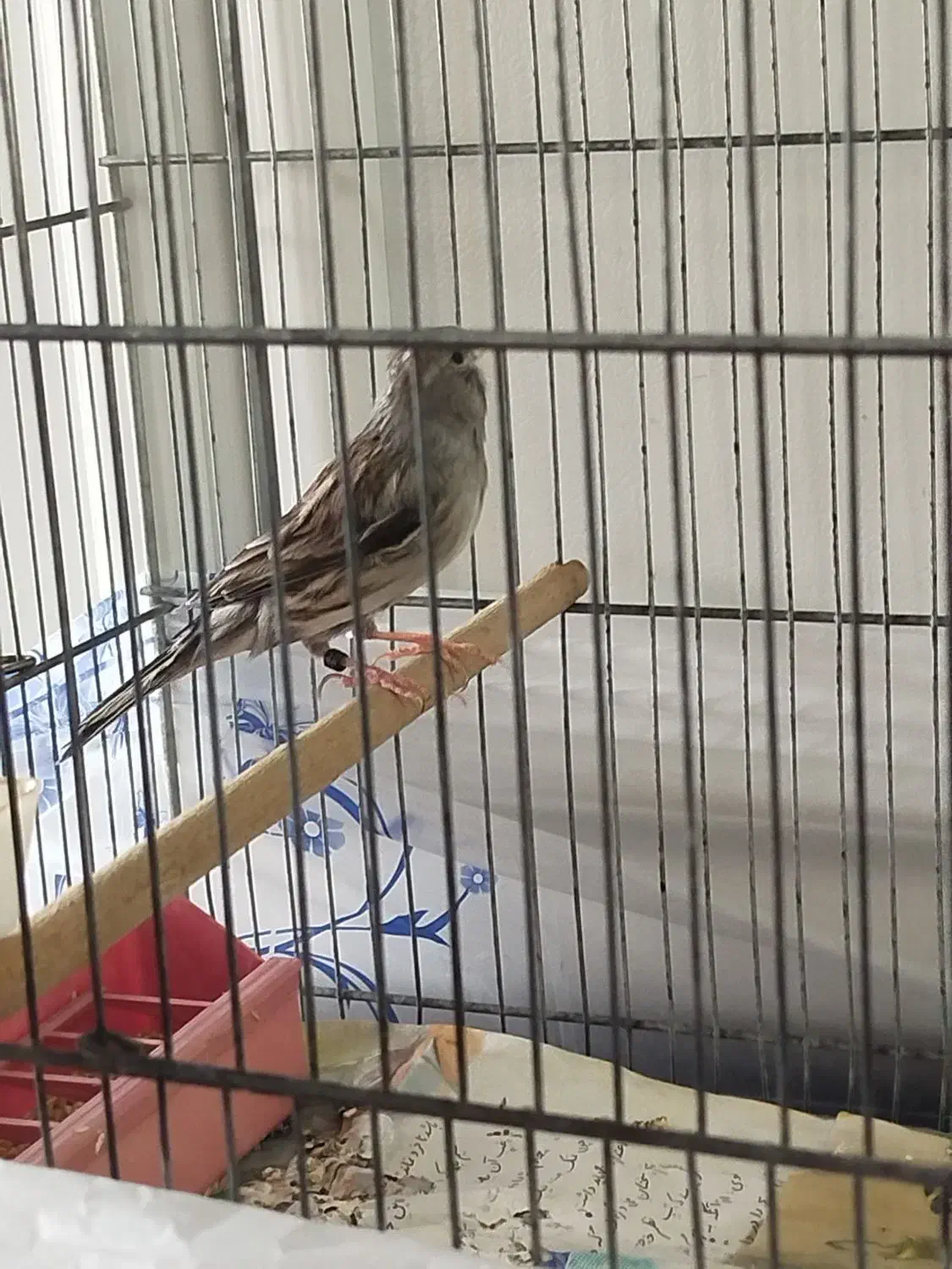 قناری زنگی مست|پرنده|تاکستان, |دیوار