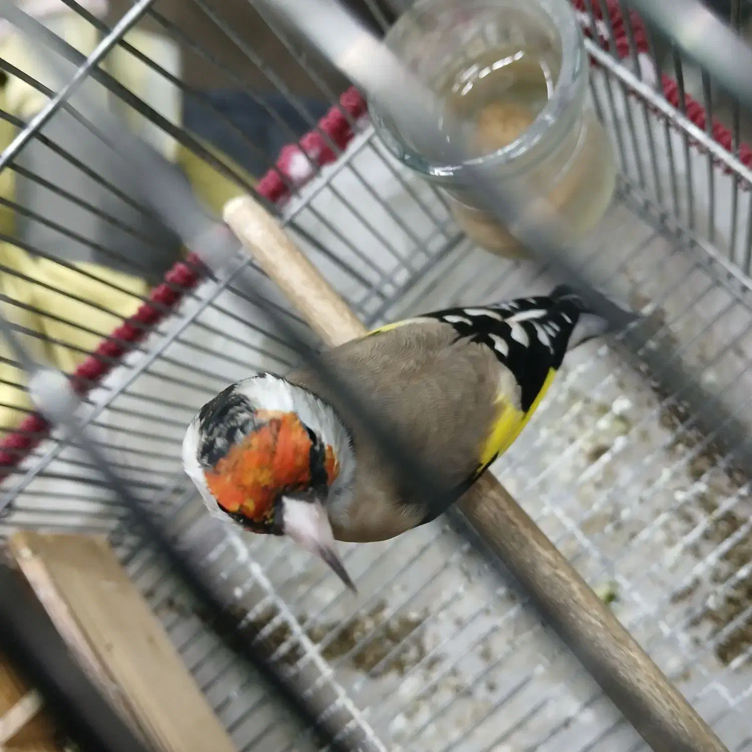 سهره دورگ قناری|پرنده|شیراز, شهرک فرزانگان|دیوار