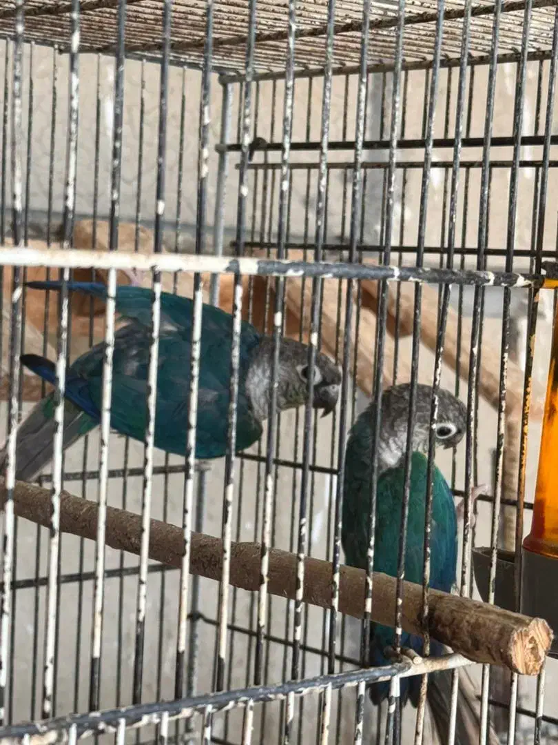 طوطی گرینچیک|پرنده|بندرعباس, |دیوار