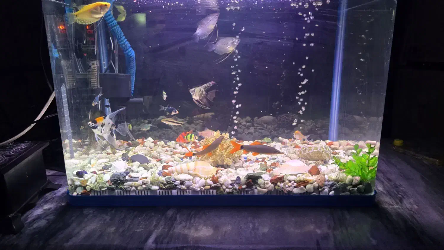 اکواریوم شیشه شرکتی ۵۰ لیتر با وسایل و ماهی|ماهی|جم, |دیوار