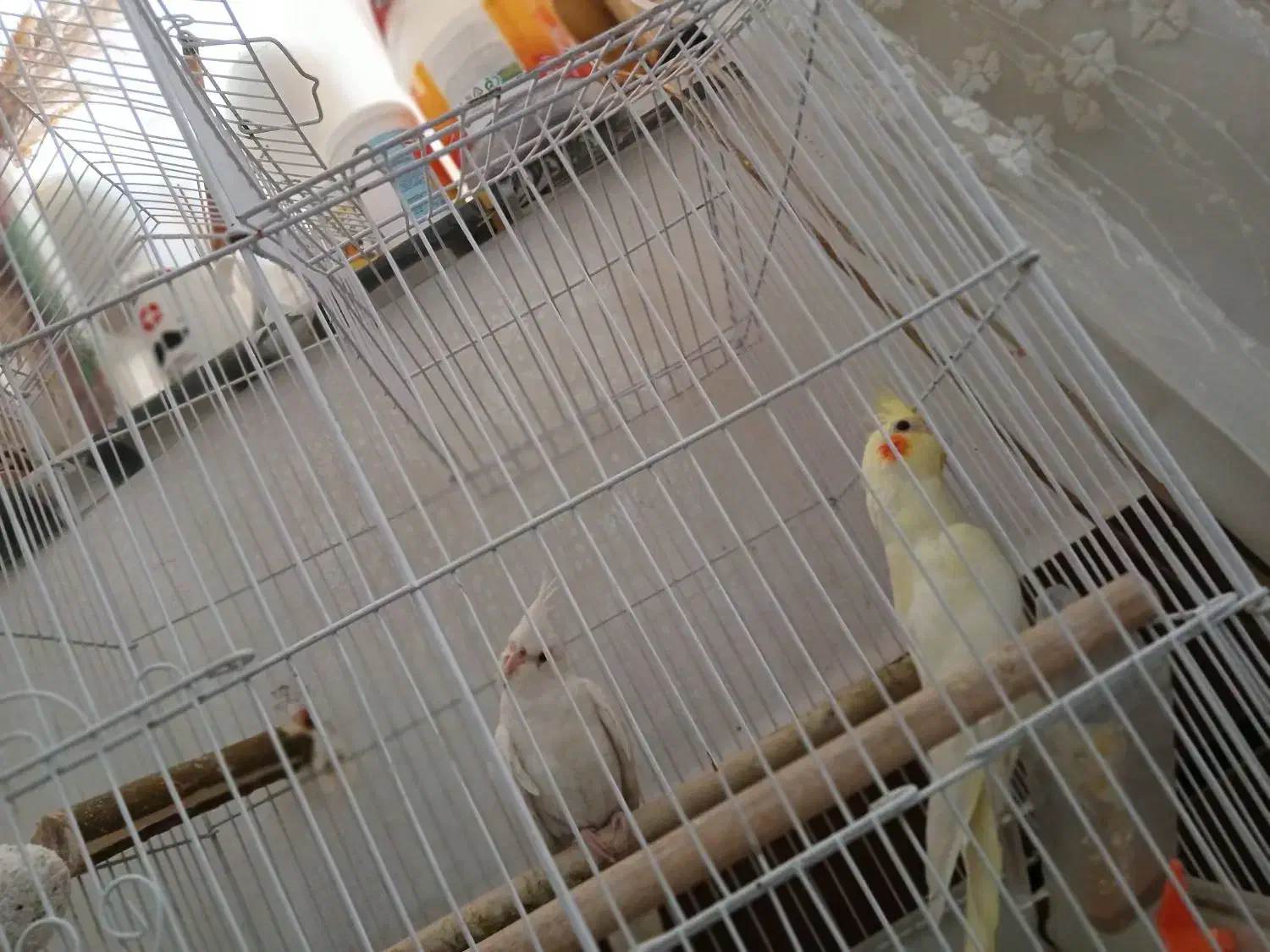 جفت عروس هلندی|پرنده|شوش, |دیوار