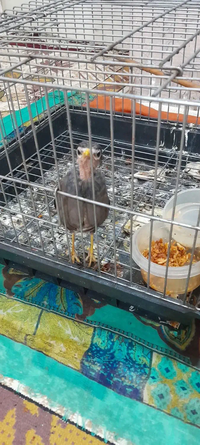 اهواز زرگان فدک خیابان ویس ۸|پرنده|اهواز, زرگان|دیوار